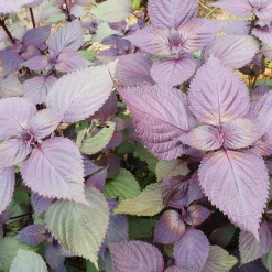 Gemüsesamen Asiatische Kräuter