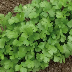 Gemüsesamen Asiatische Kräuter