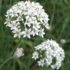 Gemüsesamen Asiatische Kräuter