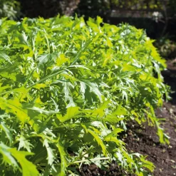 Gemüsesamen Asiatische Kräuter