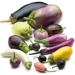 Gemüsesamen Balkonfruchtgemüse