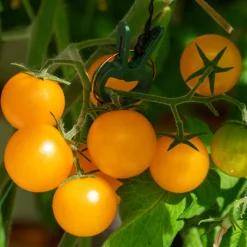 Gemüsesamen Balkonfruchtgemüse