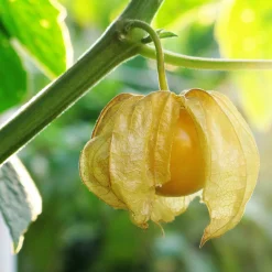 Gemüsesamen Balkonfruchtgemüse