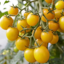 Gemüsesamen Balkonfruchtgemüse