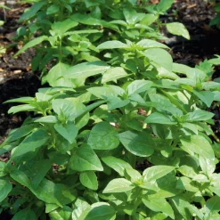 Gemüsesamen 'Besondere Basilikum'