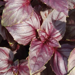 Gemüsesamen 'Besondere Basilikum'