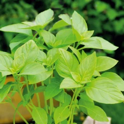 Gemüsesamen 'Besondere Basilikum'