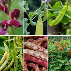 Gemüsesamen Besondere Bohnen und Erbsen
