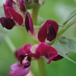 Gemüsesamen Besondere Bohnen und Erbsen