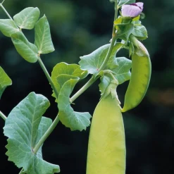 Gemüsesamen Besondere Bohnen und Erbsen