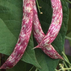 Gemüsesamen Dekorative Gemüse