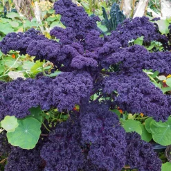 Gemüsesamen Dekorative Gemüse