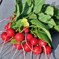 Gemüsesamen Gartengemüse Alte Landsorten