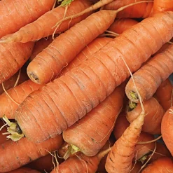 Gemüsesamen Gartengemüse Alte Landsorten