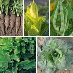 Gemüsesamen Gemüse aus deutschen Regionen