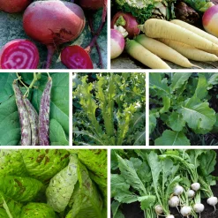 Gemüsesamen Gemüsespezialitäten europäischer Regionen