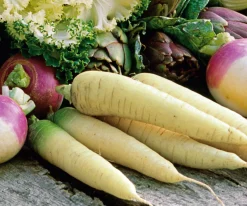 Gemüsesamen Gemüsespezialitäten europäischer Regionen