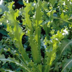 Gemüsesamen Gemüsespezialitäten europäischer Regionen