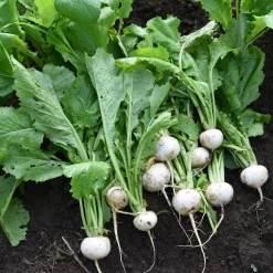 Gemüsesamen Gemüsespezialitäten europäischer Regionen