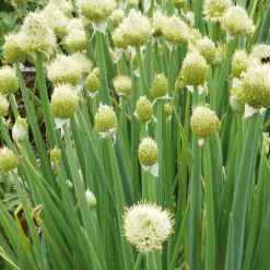 Gemüsesamen Historische Blattgemüse