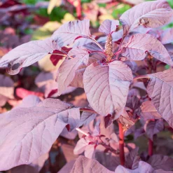 Gemüsesamen Historische Blattgemüse