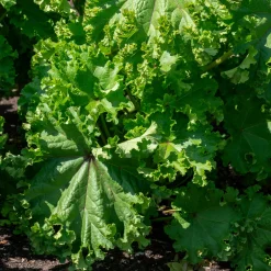 Gemüsesamen Historische Blattgemüse