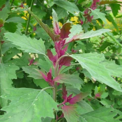 Gemüsesamen Historische Blattgemüse