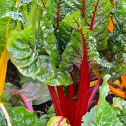 Gemüsesamen Historische Blattgemüse