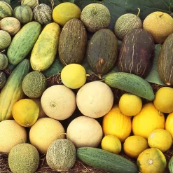 Gemüsesamen Kürbisgewächse