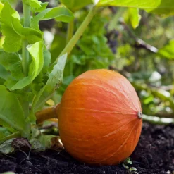 Gemüsesamen Kürbisgewächse