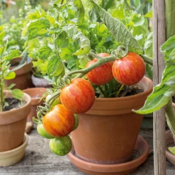 Gemüsesamen Tomaten für den Balkon
