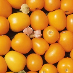 Gemüsesamen Tomaten in allen Farben