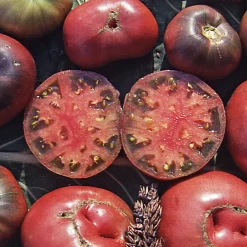 Gemüsesamen Tomaten in allen Farben