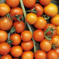 Gemüsesamen Tomaten in allen Farben