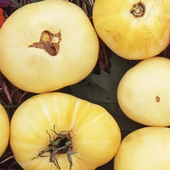 Gemüsesamen Tomaten in allen Farben