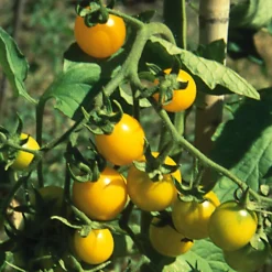 Gemüsesamen Widerstandsfähige Tomaten No. 2