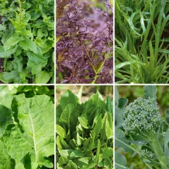 Gemüsesamen Wildgemüse