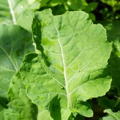 Gemüsesamen Wildgemüse