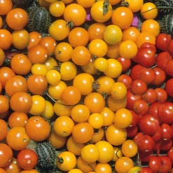 Gemüsesamen Wildtomaten