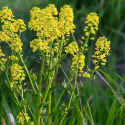 Gemüsesamen Winterkräuter