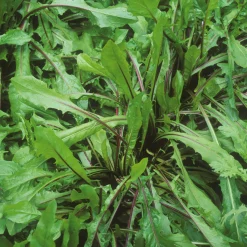 Gemüsesamen Winterkräuter