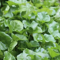 Gemüsesamen Winterkräuter