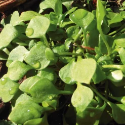 Gemüsesamen Winterkräuter