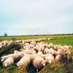 Handgewebter Schurwollteppich