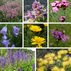 Heimische Wildstauden