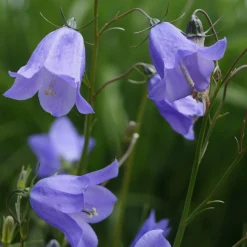 Heimische Wildstauden
