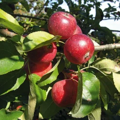 Herbstapfel 'Apfelberger Zuckeräpfelchen'