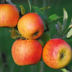 Herbstapfel 'Goldparmäne'