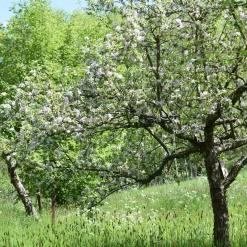 Herbstapfel 'Goldparmäne'