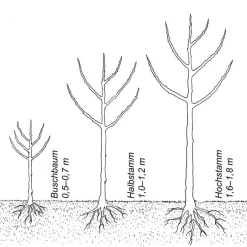 Herbstapfel 'Prinz Albrecht von Preußen'